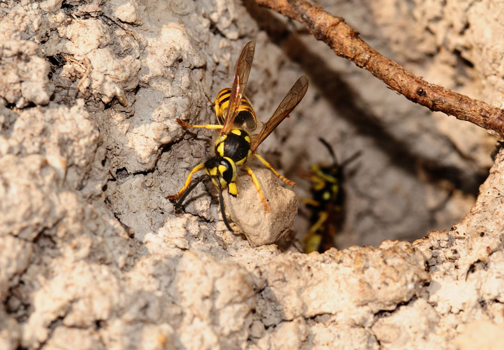 Vespe scavatrici: Vespula germanica (Vespidae)